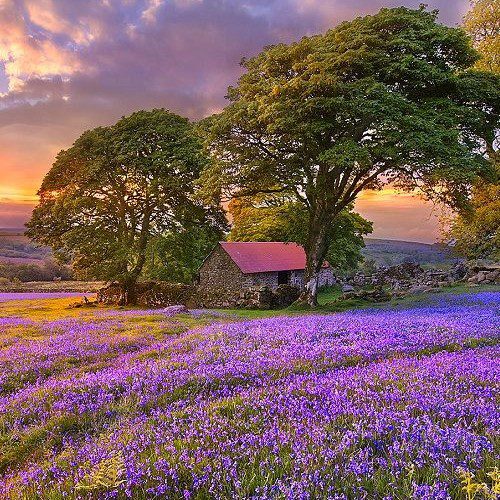 Countryside – Φυσικό Παλ